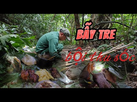 phiêu lưu trong rừng đặt bẫy dính sóc đỏ #Adventure in the forest setting traps for red squirrels