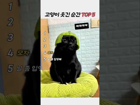 고양이 웃긴 순간 TOP5 | 코스튬·리액션 레전드 모음