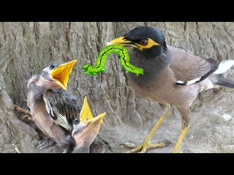 11 Minutes Of A Caring Mother || Birds Life After Storm