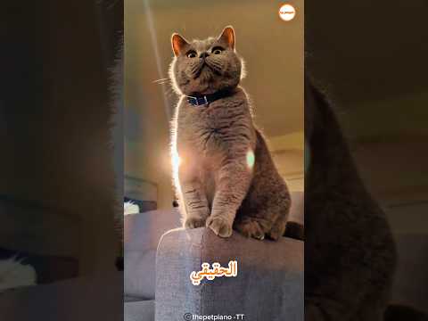 عودة مفاسا الحقيقية!