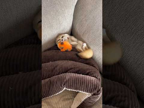 Cute fox #animals #adorably #cute #shorts #shortvideo