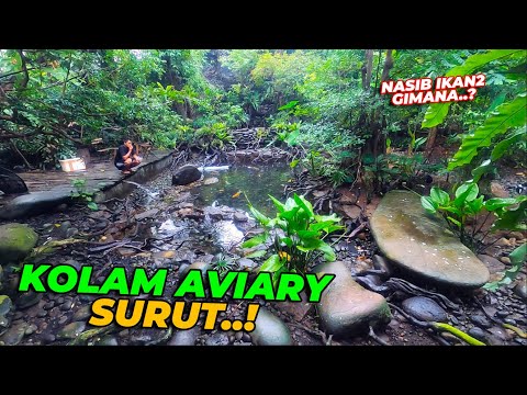 GAWATTTTT..! KOLAM JADI SURUT..? MIRIP KOLAM LELE.. NASIB IKAN SAMA BURUNG GIMANA..?