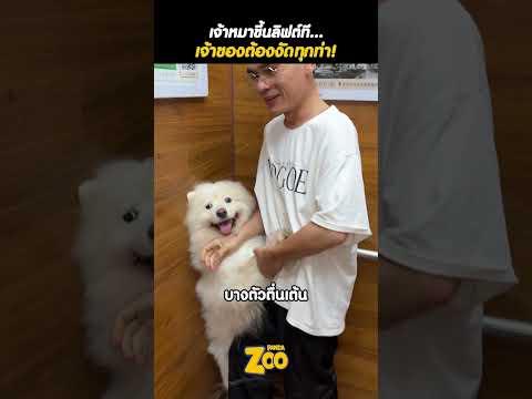 เอ็นดูเจ้าหมาเวลาขึ้นลิฟ แต่ละที