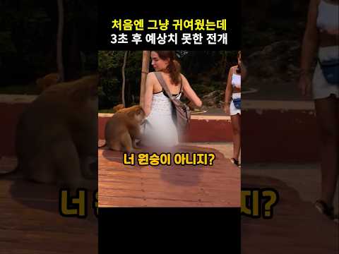 궁금증이 지나친 원숭이의 놀라운 행동 #동물#원숭이