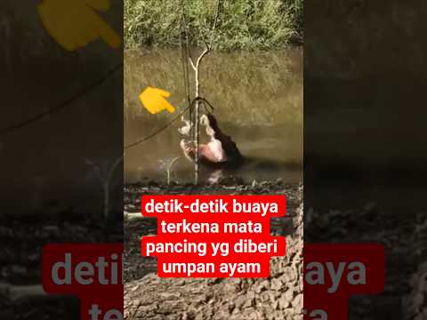 berhasil di pancing menggunakan umpan ayam #aligators #crocodile #shortsvideo