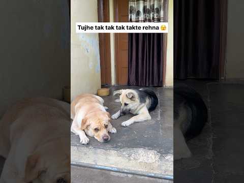 Tujhe tak tak 🫠 || labra rubi || #shorts #youtubeshorts #labrador #dog #trending #cute #viralshort