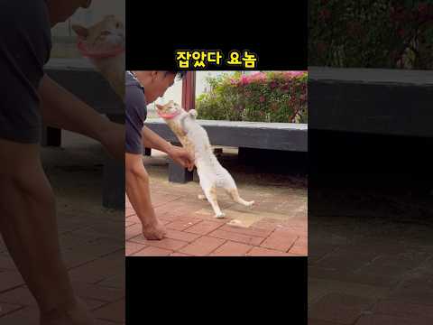 아이템 착용한 건방진 고양이