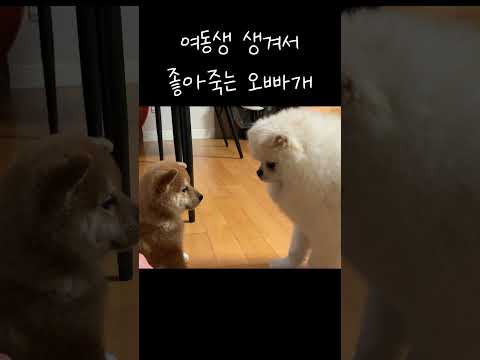 여동생 생겨서 좋아죽는 오빠개