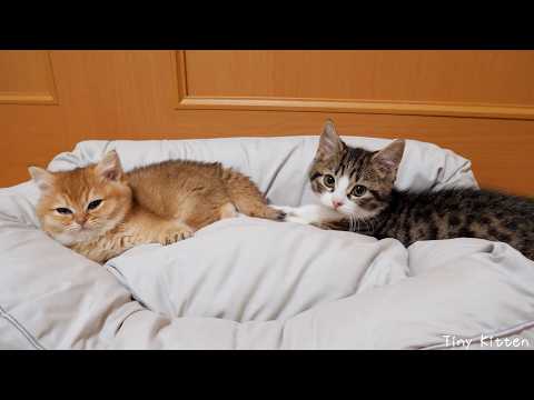 Here is a kitten that plays and sleeps together...