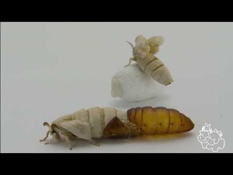 科普 蠶的一生 從孵化到產卵 Silkworm, from hatching to spawning ，moth - YouTube(5:27)