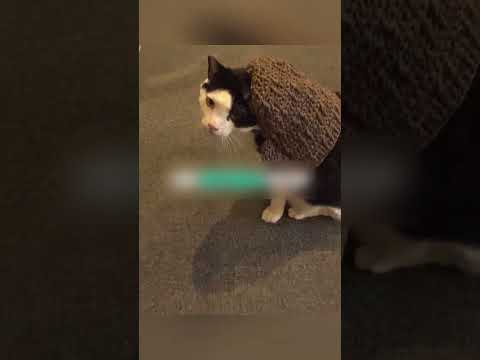 🐾 “Yalnızlığın Ardından: Bir Kedinin Sevgiyle Yeniden Doğuşu” 🏡💖 #shorts #trending #viralreels