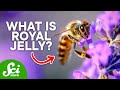 Understanding Honey Bee Caste System and Royal Jelly