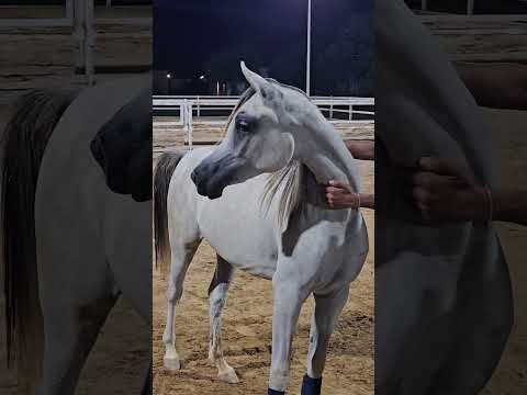 #horse #خيل #sterstallion #اكسبلور #الخيل #حصان #stallion #الخيل_العربية_الأصيلة