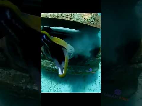 Dalgıç derinlere inmiş 😂