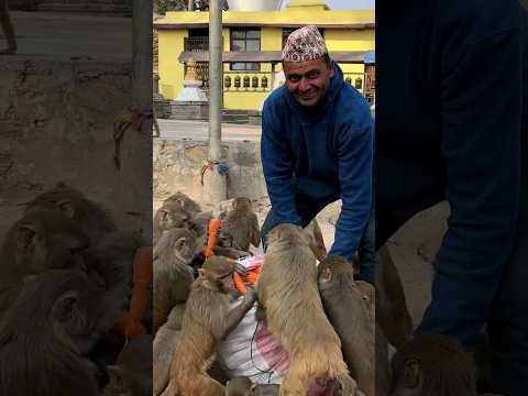 beautiful helping video of monkey #feedinganimal