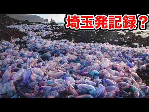 猛毒のカツオノエボシは死んだ後も痛いのか検証してみると…。