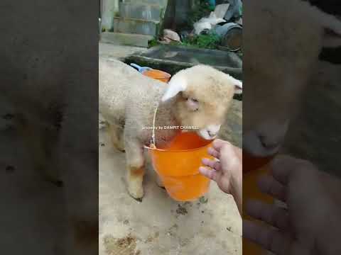 kambing lucu embek lucu domba lucu #cute #dombahamil #animals #goat #baby #sheep #funny #pets