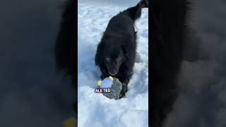 Pes byl přes 3 roky v útulku a pak...?! 😱