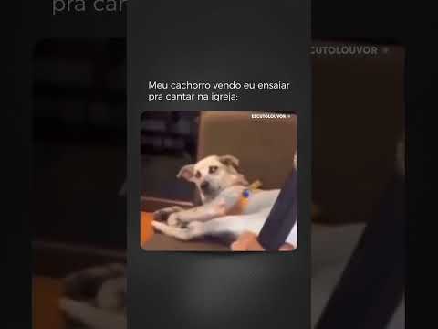 MEU CACHORRO VENDO EU ENSAIAR PARA LOUVAR