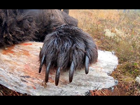 Самый большой медведь за последние 5 лет. The largest bear in the last 5 years.