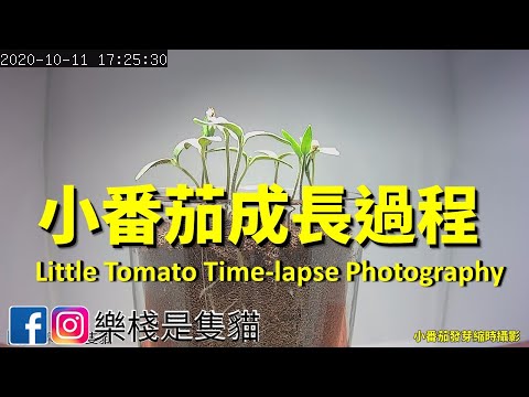 【縮時】小番茄發芽縮時攝影 - YouTube(1:45)