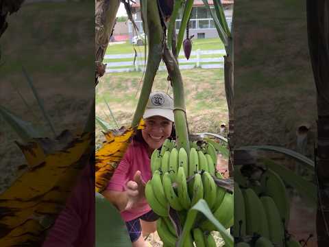 BANANA FINI OU BANANA 🍌FRUTA? #shorts #funny #comedy #funnyvideos #funnymoments #funnymemes #like
