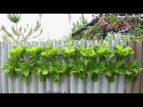Just plastic bottles and walls - I don't need to go to the supermarket to buy vegetables