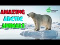 Arctic Region and Wildlife Adaptations