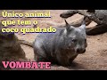Características e Comportamento dos Wombats