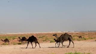 Camels in Abu Dhabi