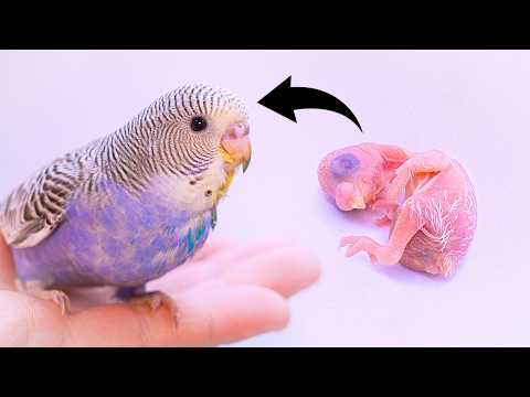 100 days of Hand Feeding Baby Budgie