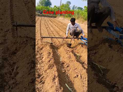 Cane planting #farming #sugarcane #sugarcane #sugarcrop #shortvideo