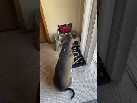 Milo The Praying Pitbull #dog #love #subscribe #milomovement