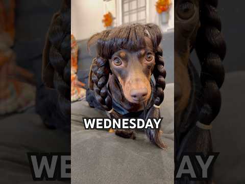 DEAD DANCE #minidachshund #puppy #dachshundpuppy #dance #wednesday #cutedog #dachshund #funnydog