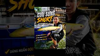 Nuôi cữu sừng short #bettasales #ngocdiemaquarium #baoiba #viral
