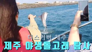 디스커버 제주 야생 돌고래 탐사 체험했어요. 남방돌고래가 눈앞에서 헤엄을...
