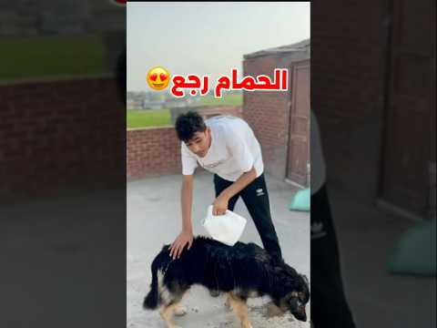 الدكر الشقلباظ رجع وأنا بحمي الكلب فيبرا #محمد_الكويتي