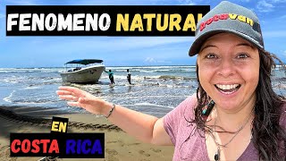 😱 AQUÍ está el lugar PERFECTO para ver ballenas en Costa Rica 