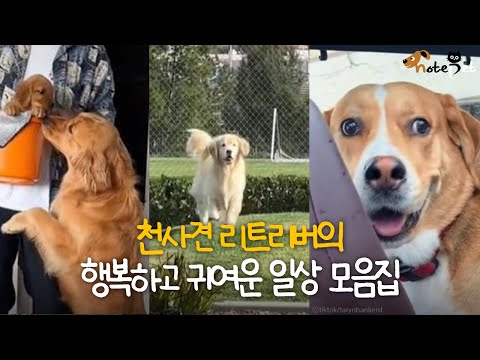 천사견 리트리버의 행복하고 귀여운 일상