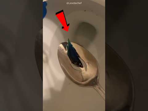 The Fish Wasn’t Dead