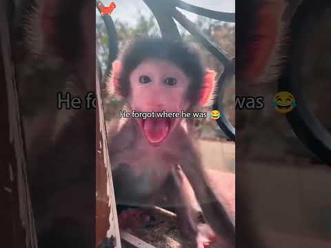 Bad monkey 🐒🐒#usa #longervideos #cats #fypage #fypシ゚viral