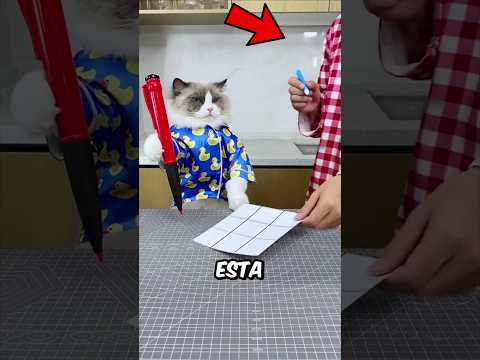 Este gato juega con su dueña y pasó esto 🙀✨👀