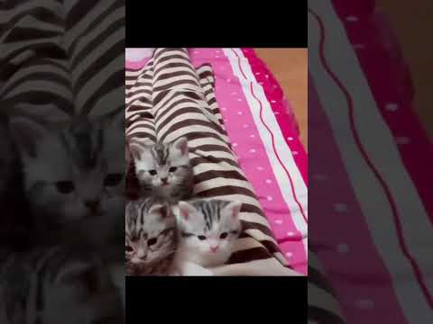 ??? #viralvideo #funny #trending #cat #trending #travel #video #viralshort #viralshorts #vlog #viral