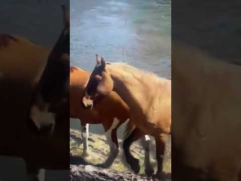 Not everyone wants to go through deep water  #horses #subscribe