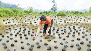 Harvesting A Lot Of Snails Goes To Countryside Market Sell - Take Care Pig and Chicken