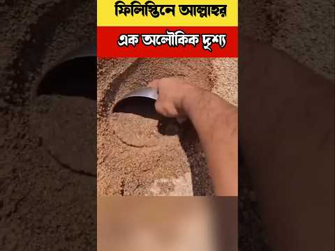 ফিলিস্তিনে ঘটে যাওয়া আল্লাহ তায়ালার এক অলৌকিক কারিসমা?#facts #islamicvideo #shortsfeed