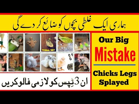 Our Big Mistake (Birds Chicks Legs Splayed) Reason with Treatment in Urdu / Hindi |Arham|  Video.507