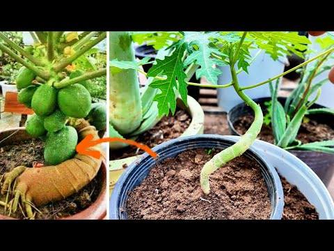 How To Grow Short Female Papaya Plant #garden #fruit