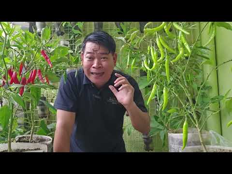 SIKRETO PARA MAGING HITIK NA HITIK ANG BUNGA NG SILING PANIGANG #farming #gardening #farmer #farm