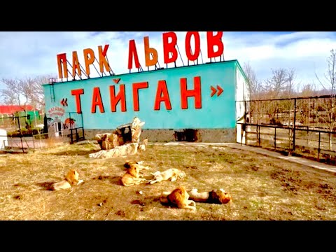 КРАСОТА! Львов Тайгана перевели в зимние вольеры и они НАСЛАЖДАЮТСЯ зимним солнышком!